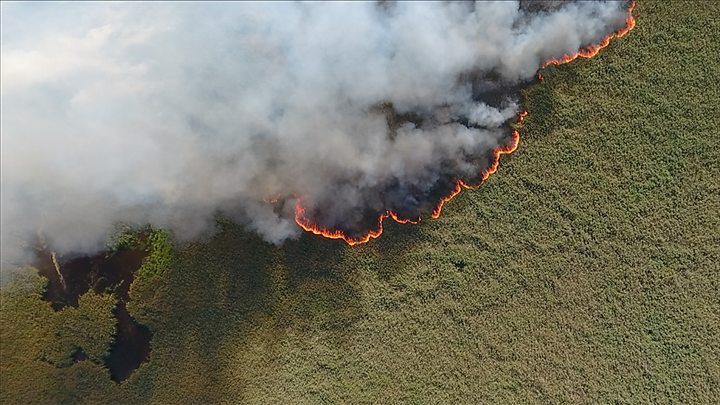 Рослесхоз оценил ущерб от лесных пожаров