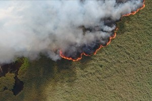 Рослесхоз оценил ущерб от лесных пожаров