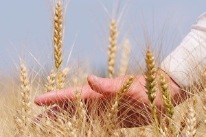 Прогнозируют увеличение урожайности в 2019 году на территории России и Украины