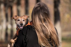 Владельцы домашних животных стали новой целью для мошенников